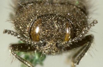 Media type: image;   Entomology 24426 Aspect: head frontal view